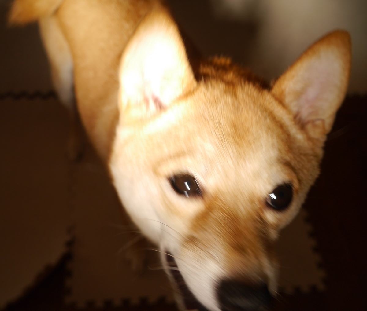 f:id:hanatara:20200922111242j:plain
