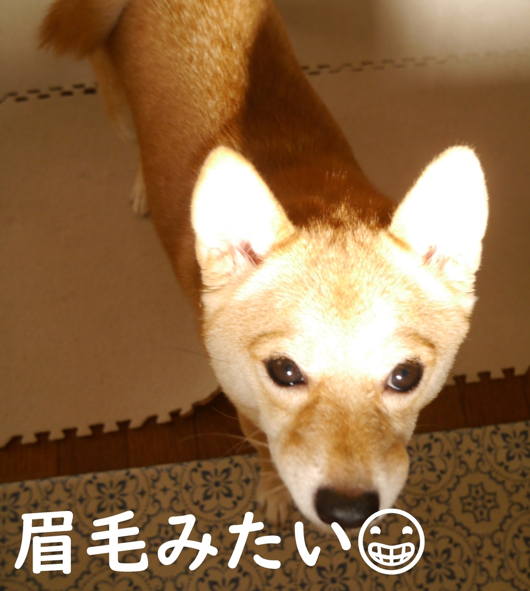 f:id:hanatara:20200922111410j:plain