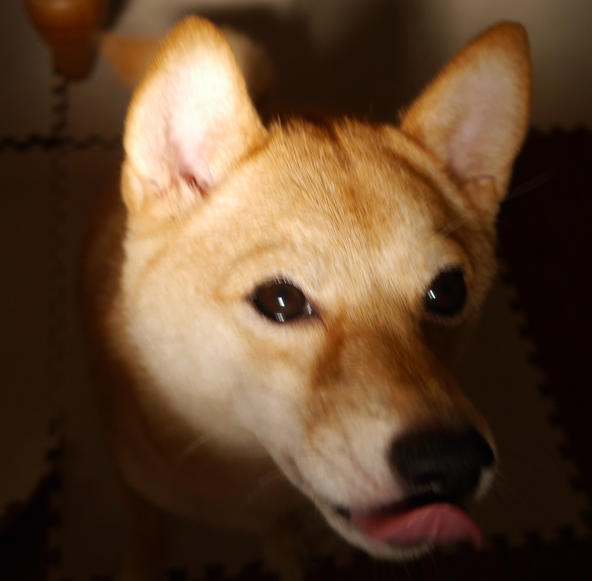 f:id:hanatara:20200922111719j:plain