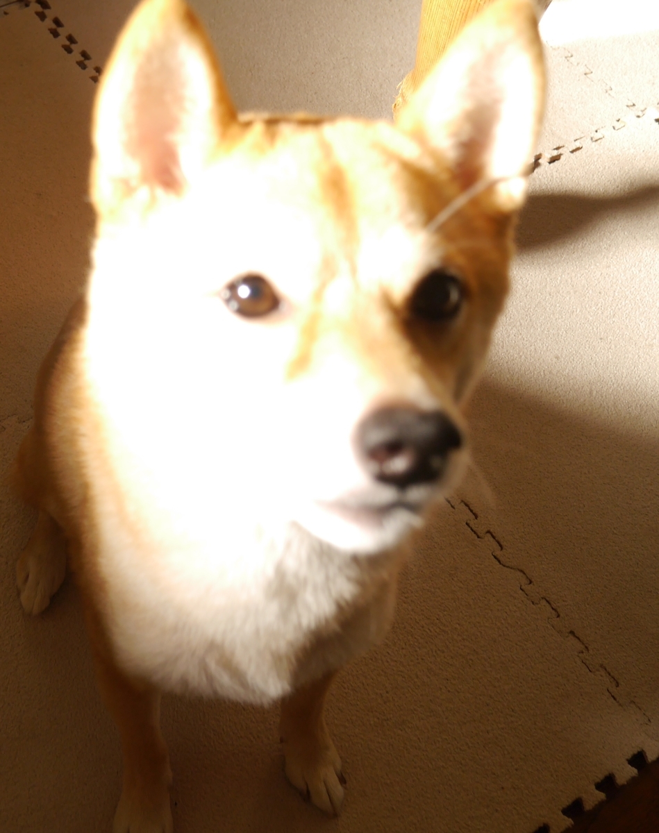 f:id:hanatara:20200926090914j:plain