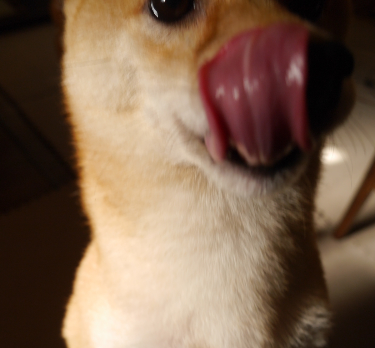 f:id:hanatara:20200926091255j:plain