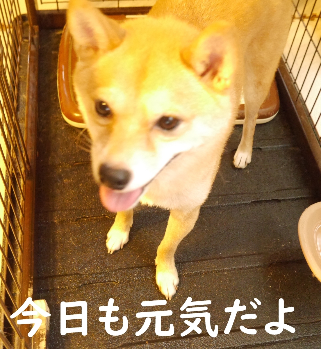f:id:hanatara:20200927114654j:plain