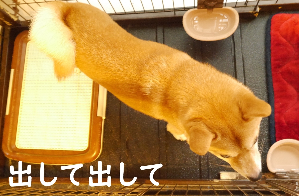 f:id:hanatara:20200927114753j:plain