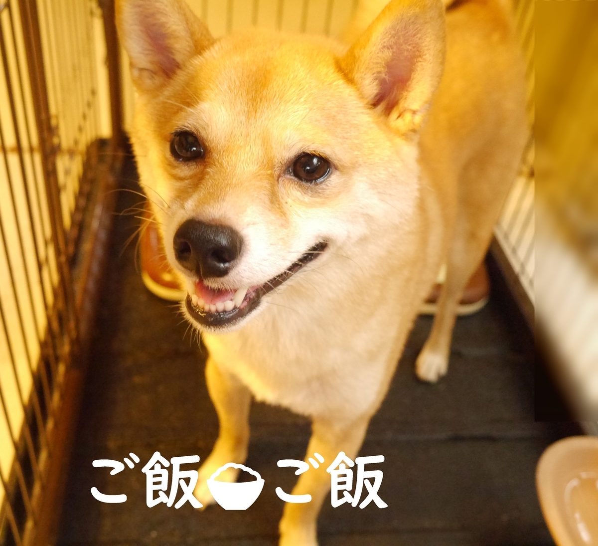 f:id:hanatara:20200927115216j:plain
