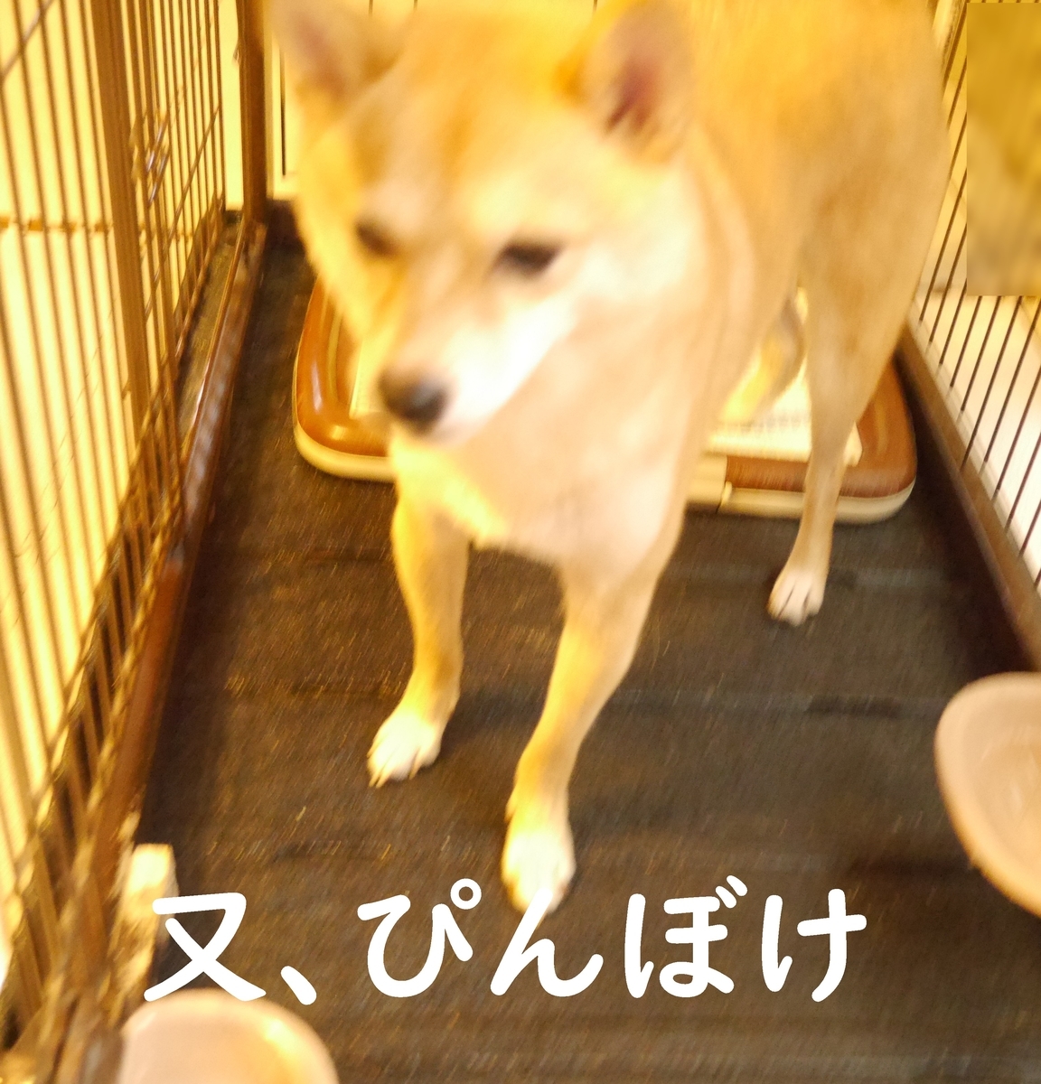 f:id:hanatara:20200927115359j:plain