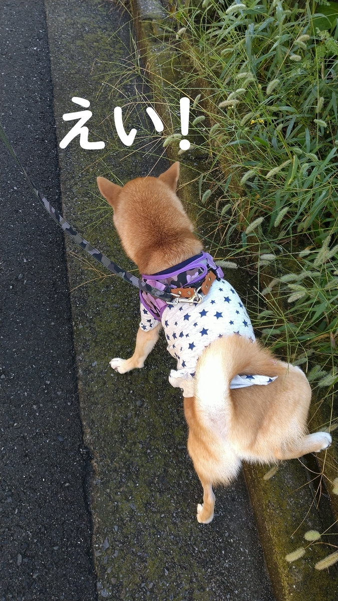 f:id:hanatara:20200930132142j:plain