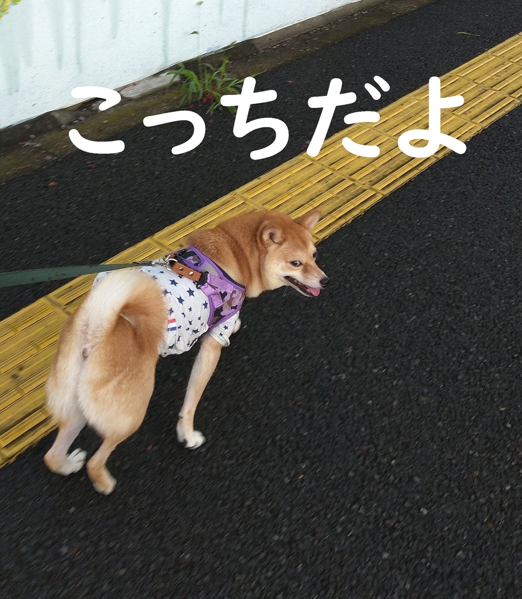 f:id:hanatara:20200930132228j:plain