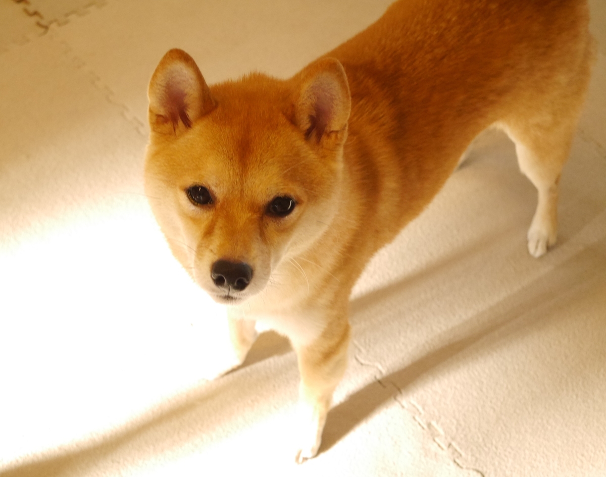 f:id:hanatara:20200930141547j:plain