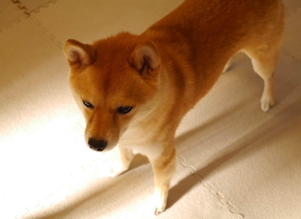 f:id:hanatara:20200930141728j:plain