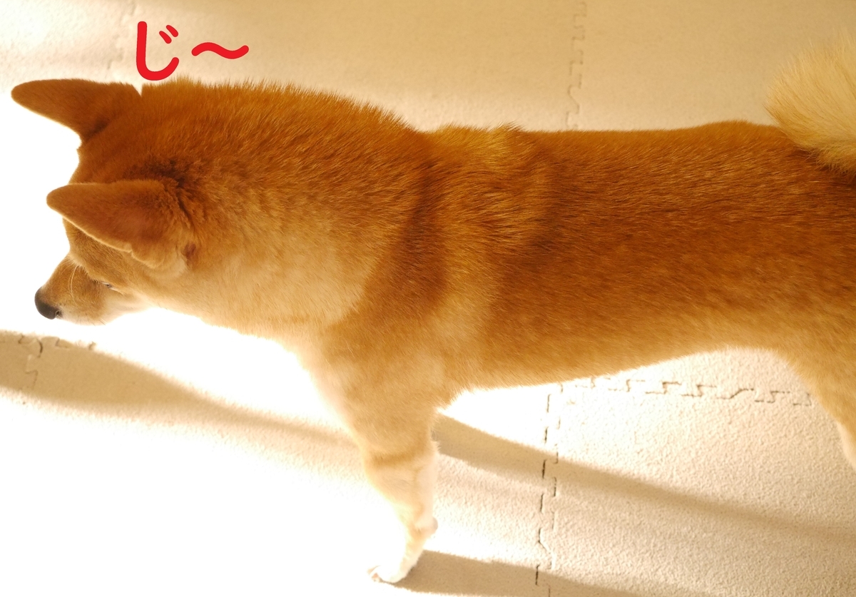 f:id:hanatara:20200930142322j:plain