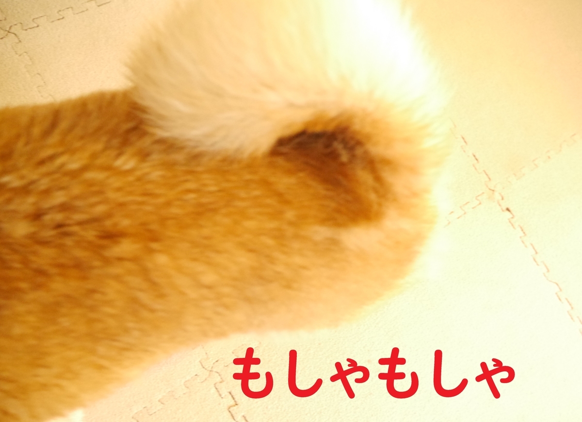 f:id:hanatara:20201003100048j:plain