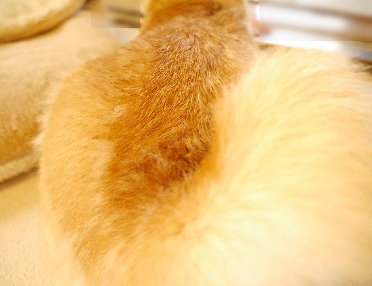 f:id:hanatara:20201003100415j:plain