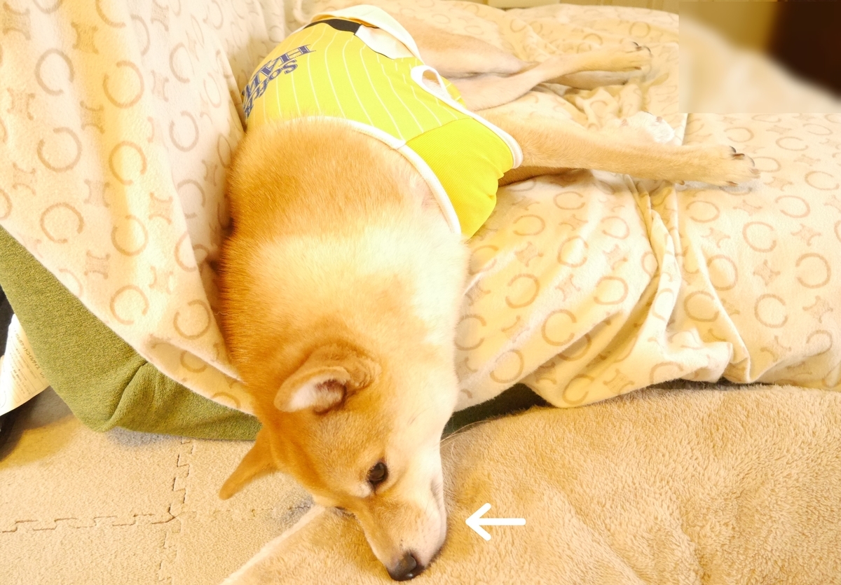 f:id:hanatara:20201009082308j:plain