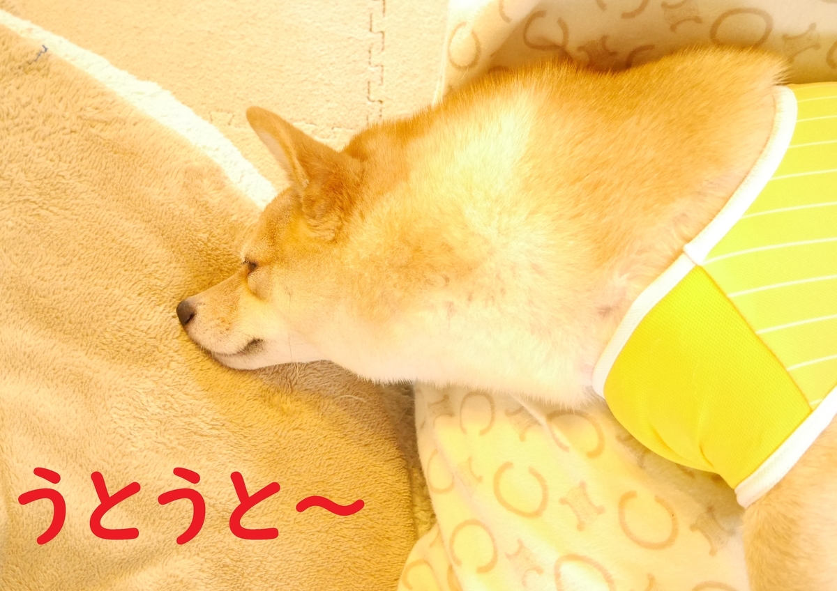 f:id:hanatara:20201009082921j:plain