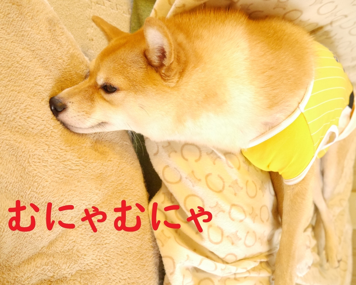 f:id:hanatara:20201009083134j:plain