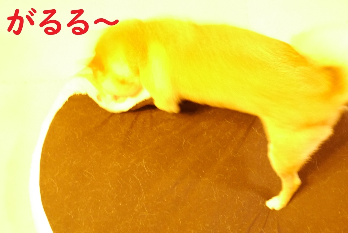 f:id:hanatara:20201009090149j:plain f:id:hanatara:20201009090149j:plain