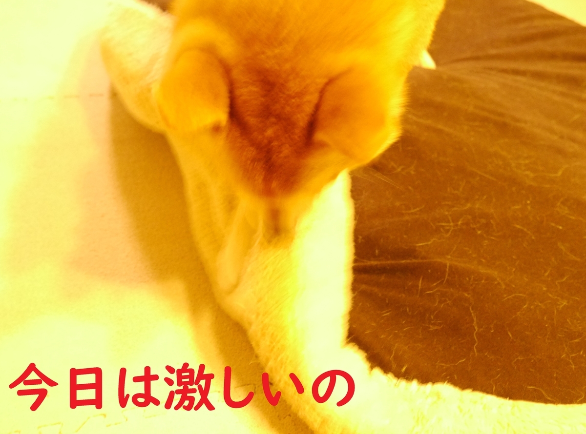 f:id:hanatara:20201009090455j:plain f:id:hanatara:20201009090455j:plain