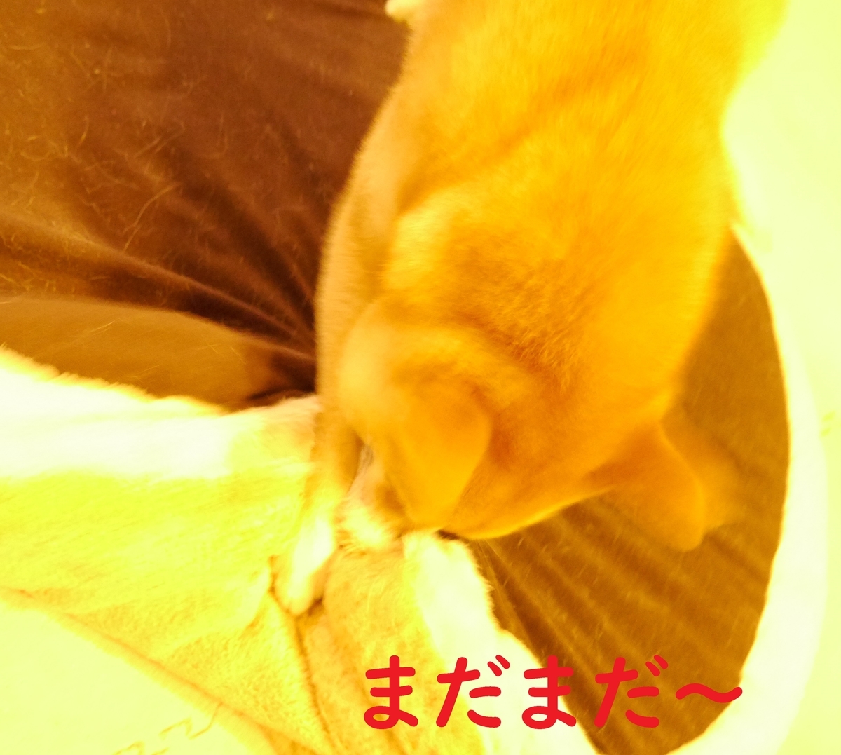 f:id:hanatara:20201009090618j:plain f:id:hanatara:20201009090618j:plain