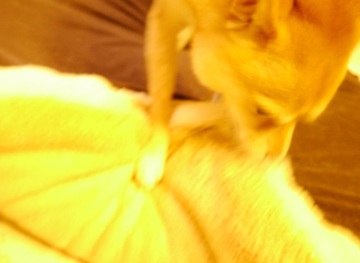 f:id:hanatara:20201009090803j:plain f:id:hanatara:20201009090803j:plain