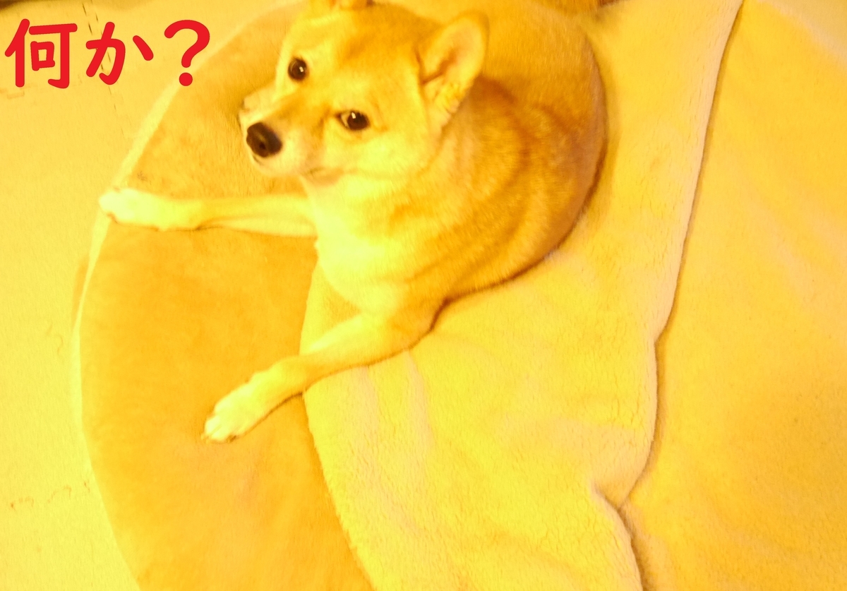 f:id:hanatara:20201009090944j:plain f:id:hanatara:20201009090944j:plain