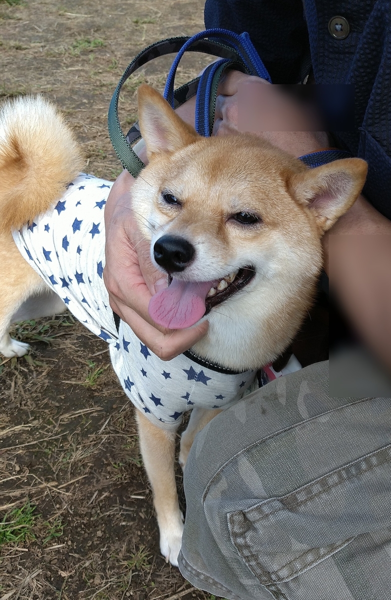 f:id:hanatara:20201009103303j:plain