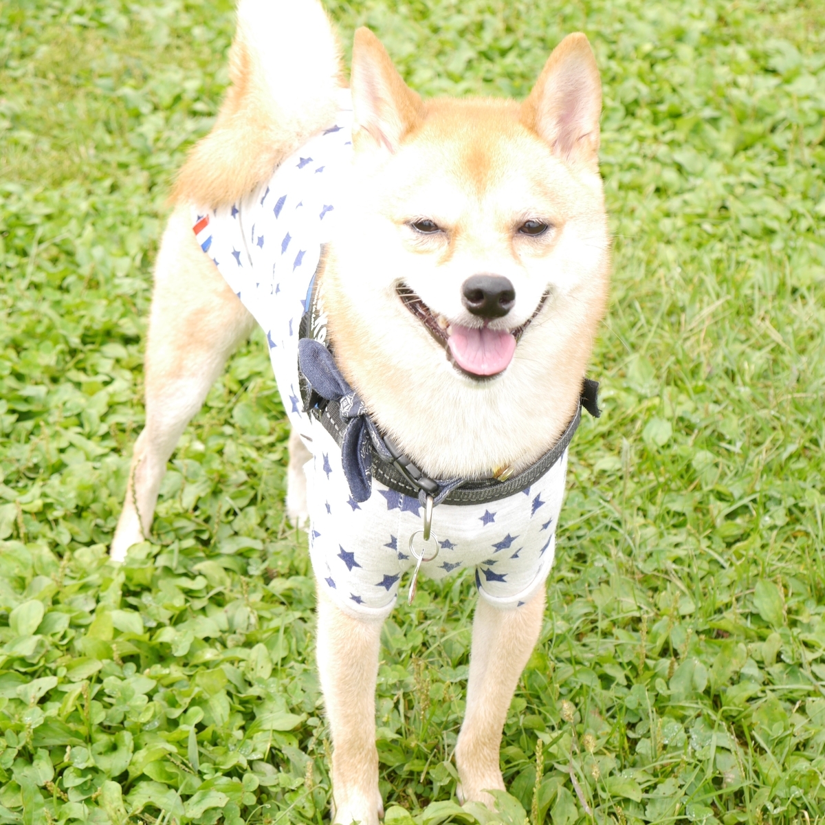 f:id:hanatara:20201009103444j:plain