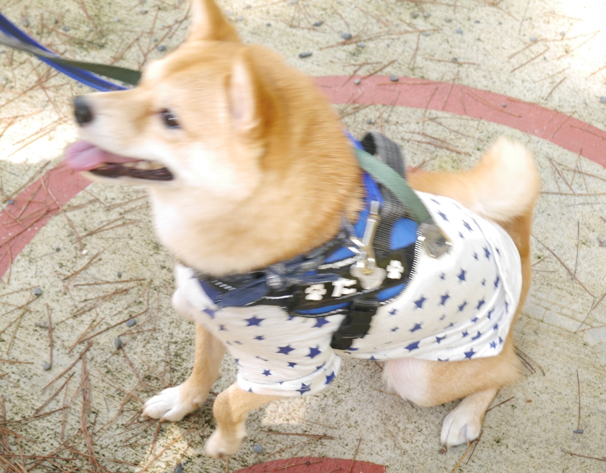 f:id:hanatara:20201009103627j:plain