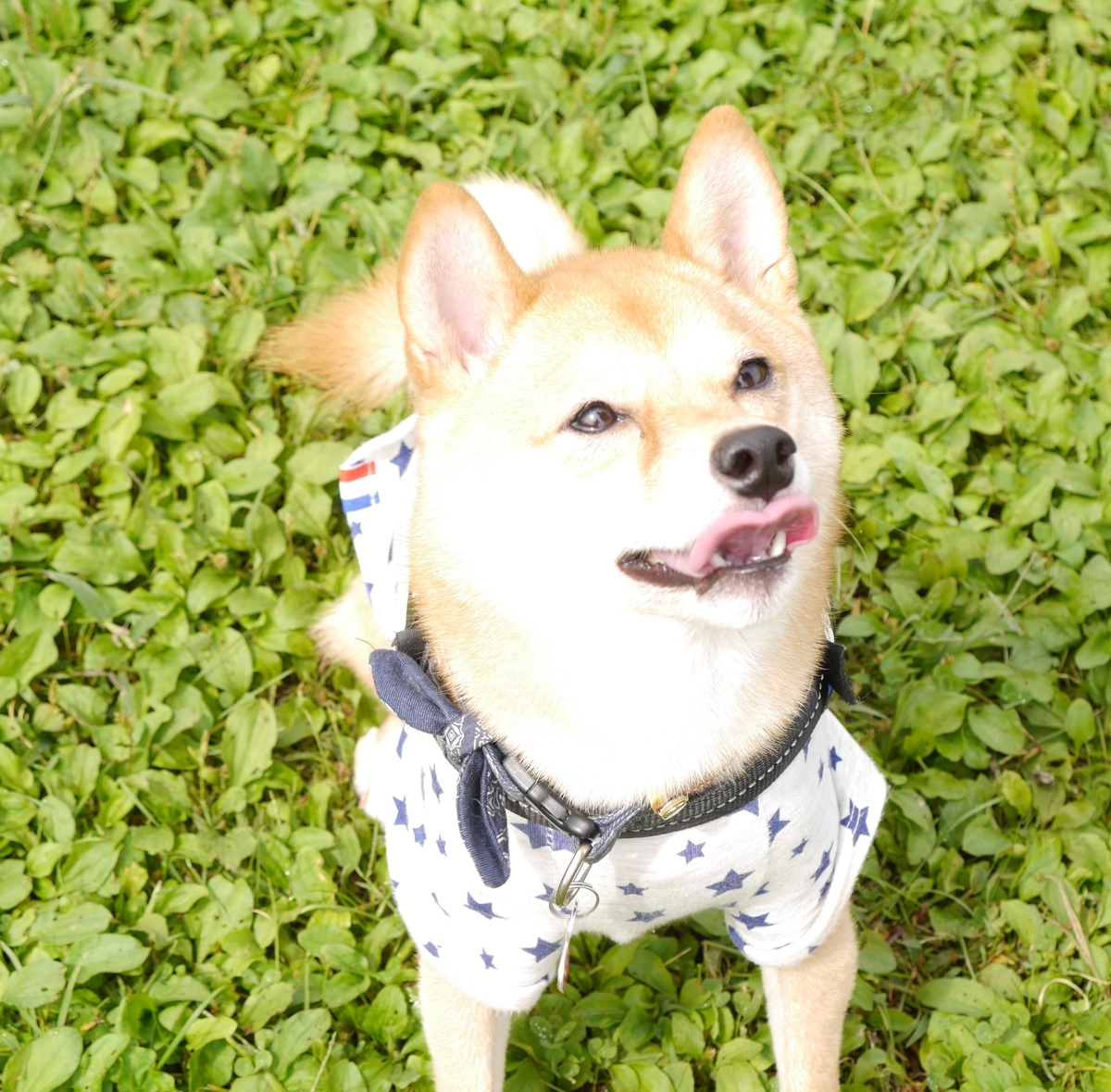 f:id:hanatara:20201009104223j:plain