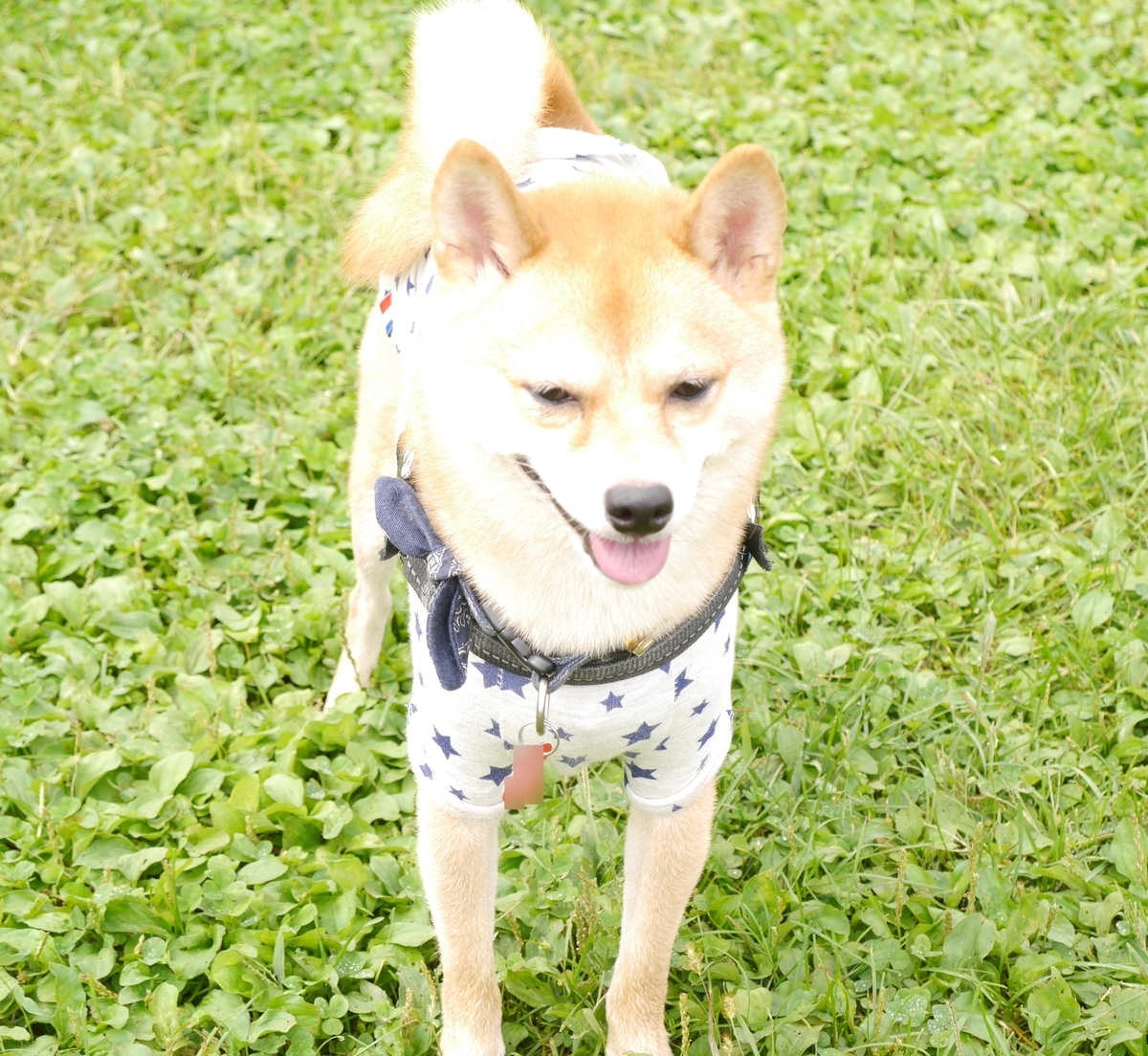 f:id:hanatara:20201009104225j:plain