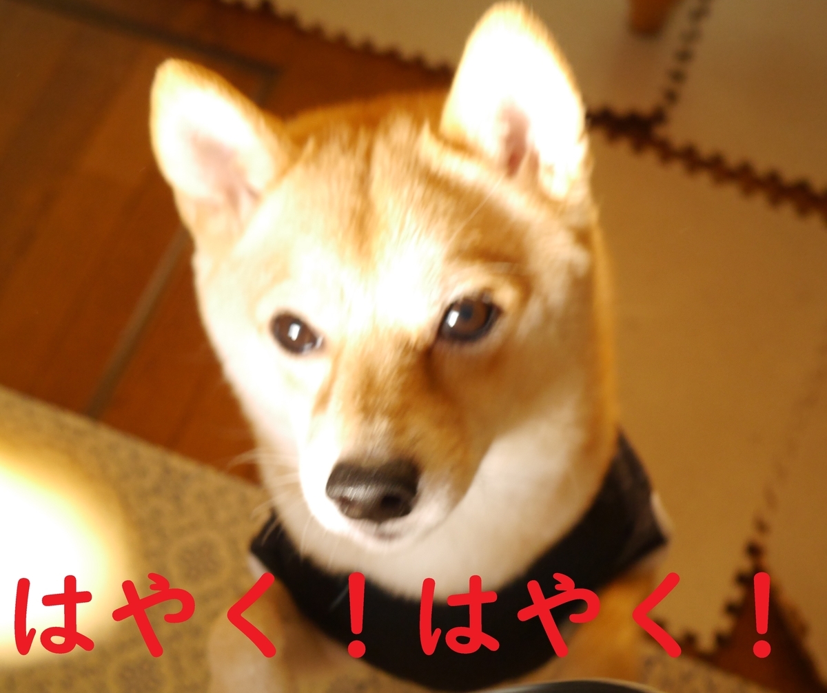 f:id:hanatara:20201013094712j:plain f:id:hanatara:20201013094712j:plain
