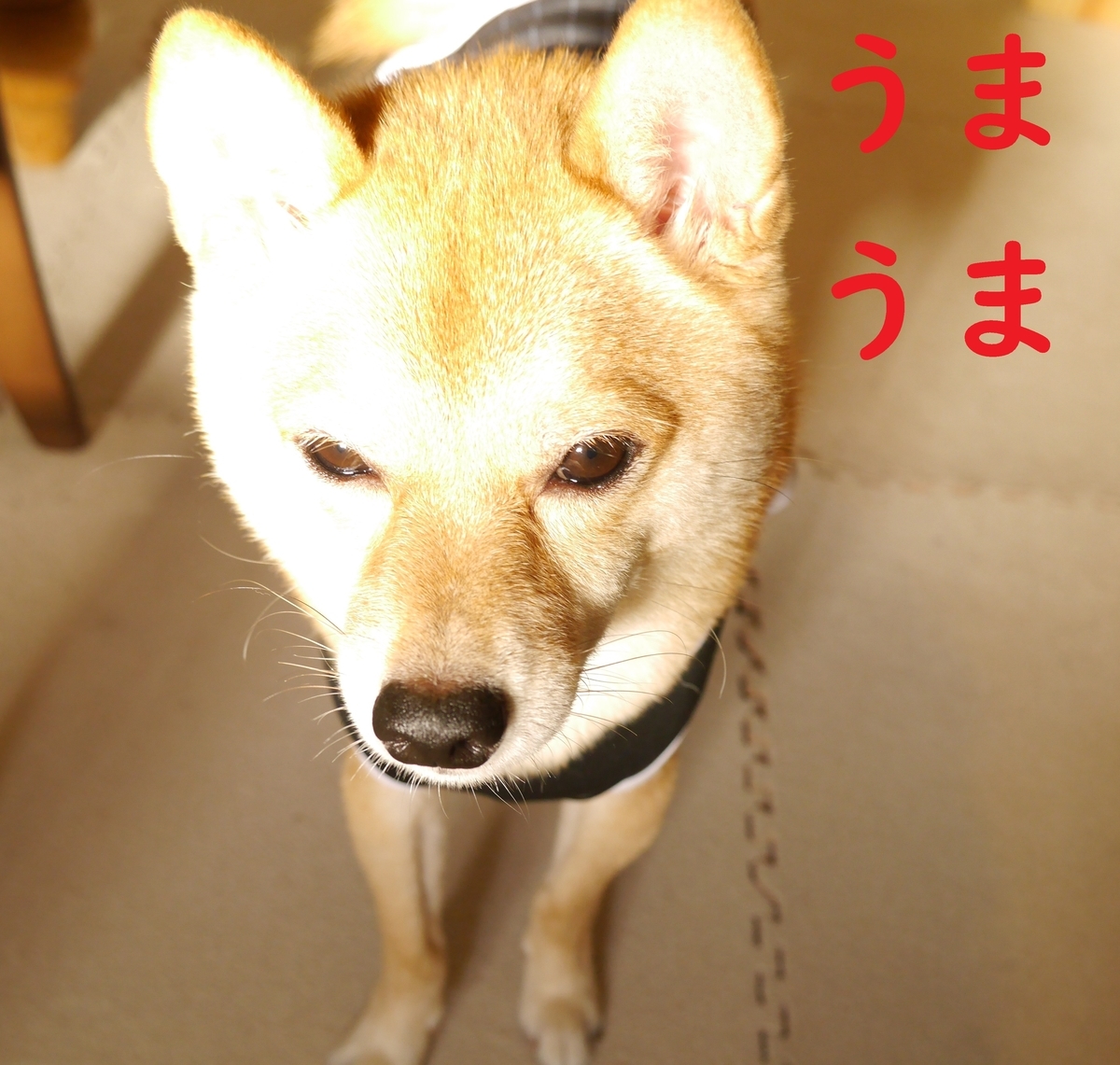 f:id:hanatara:20201013094820j:plain f:id:hanatara:20201013094820j:plain
