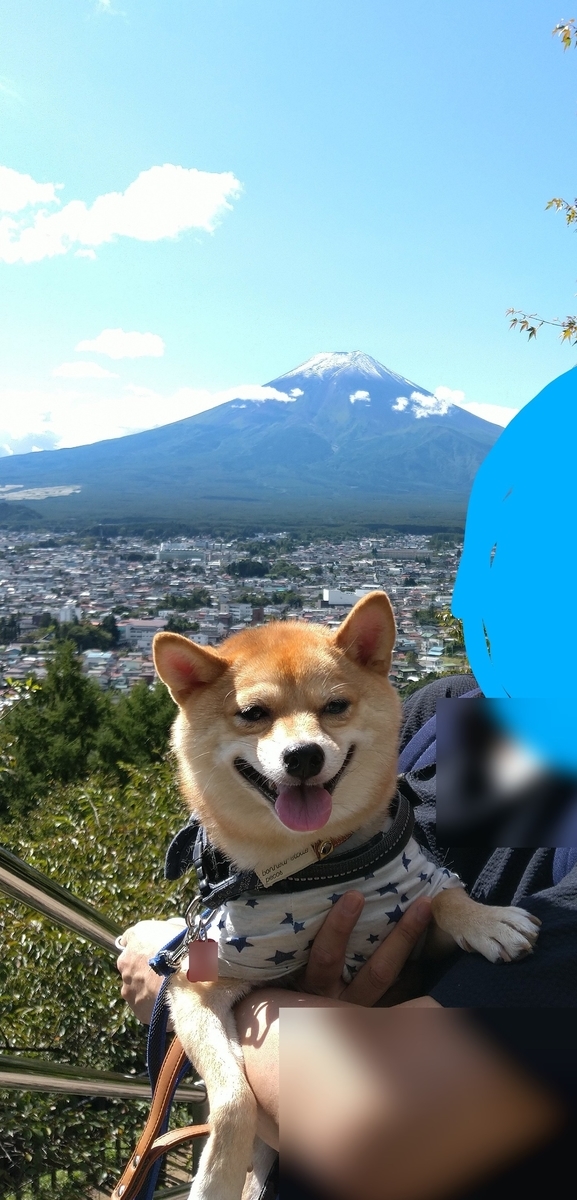 f:id:hanatara:20201017090319j:plain f:id:hanatara:20201017090319j:plain