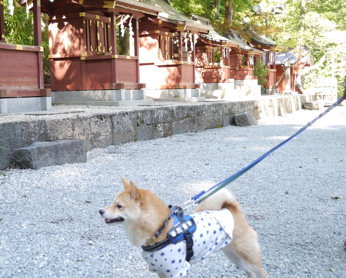 f:id:hanatara:20201017093411j:plain