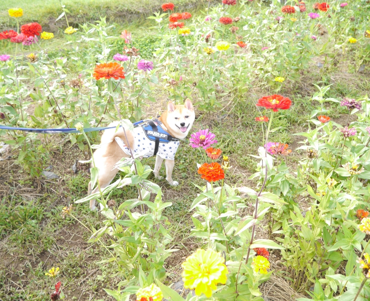 f:id:hanatara:20201017093824j:plain
