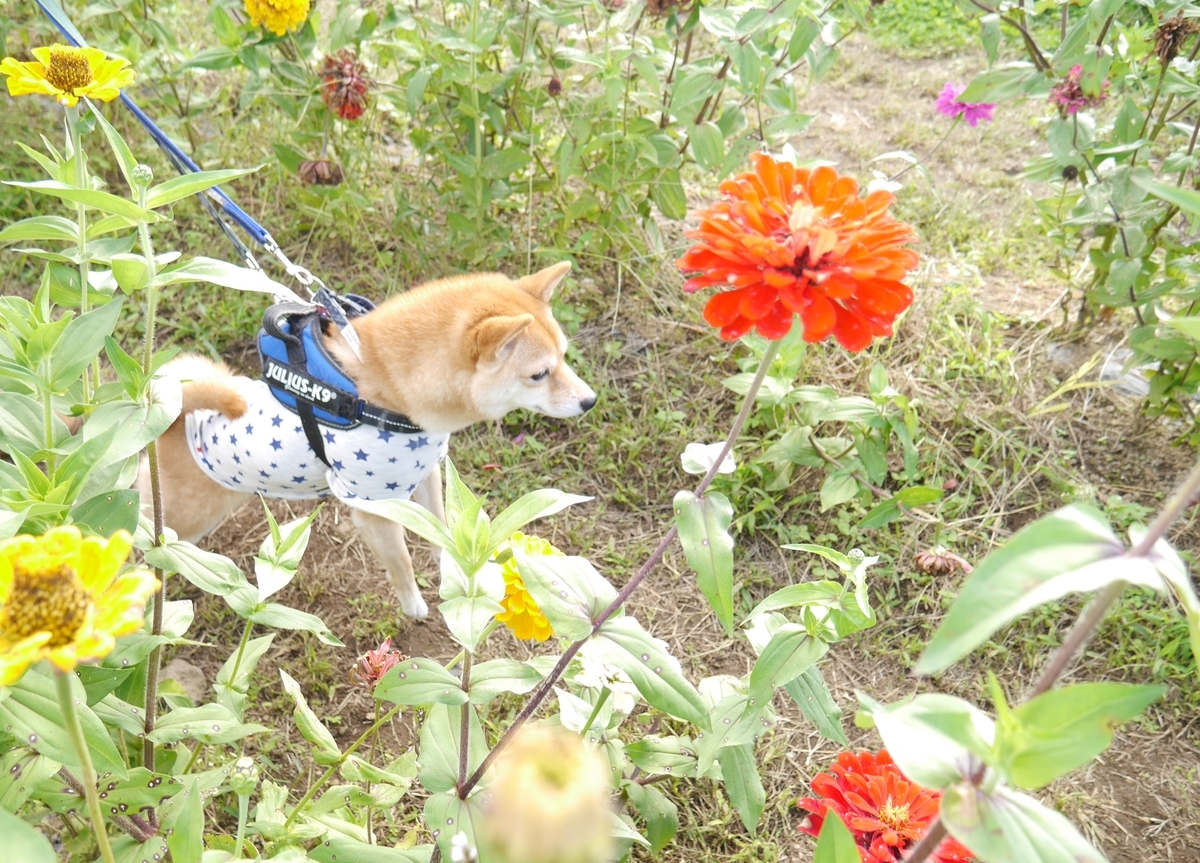 f:id:hanatara:20201017094129j:plain