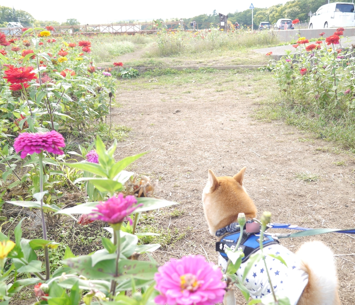 f:id:hanatara:20201017094255j:plain