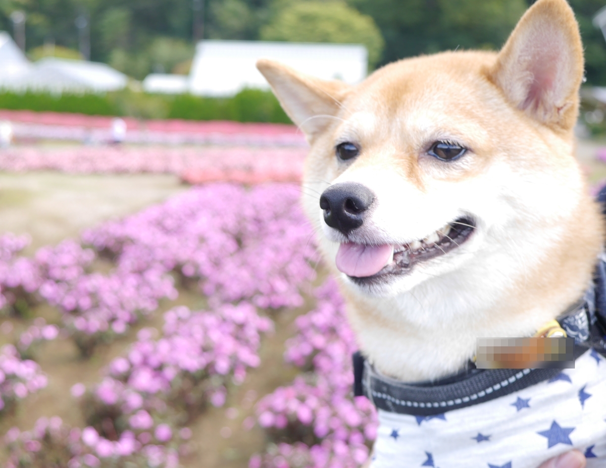 f:id:hanatara:20201017094510j:plain