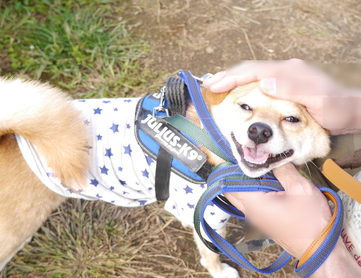 f:id:hanatara:20201017094614j:plain