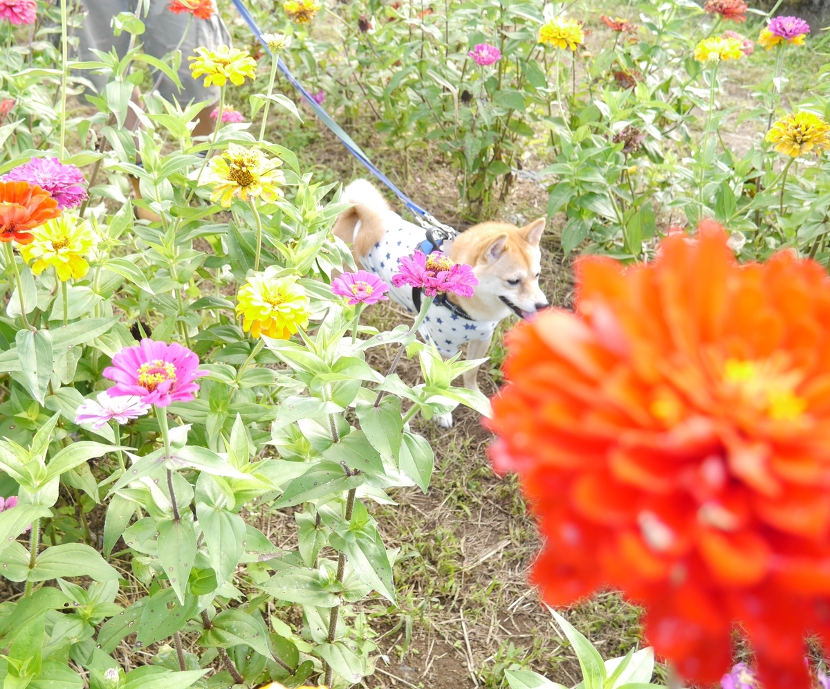 f:id:hanatara:20201017094740j:plain