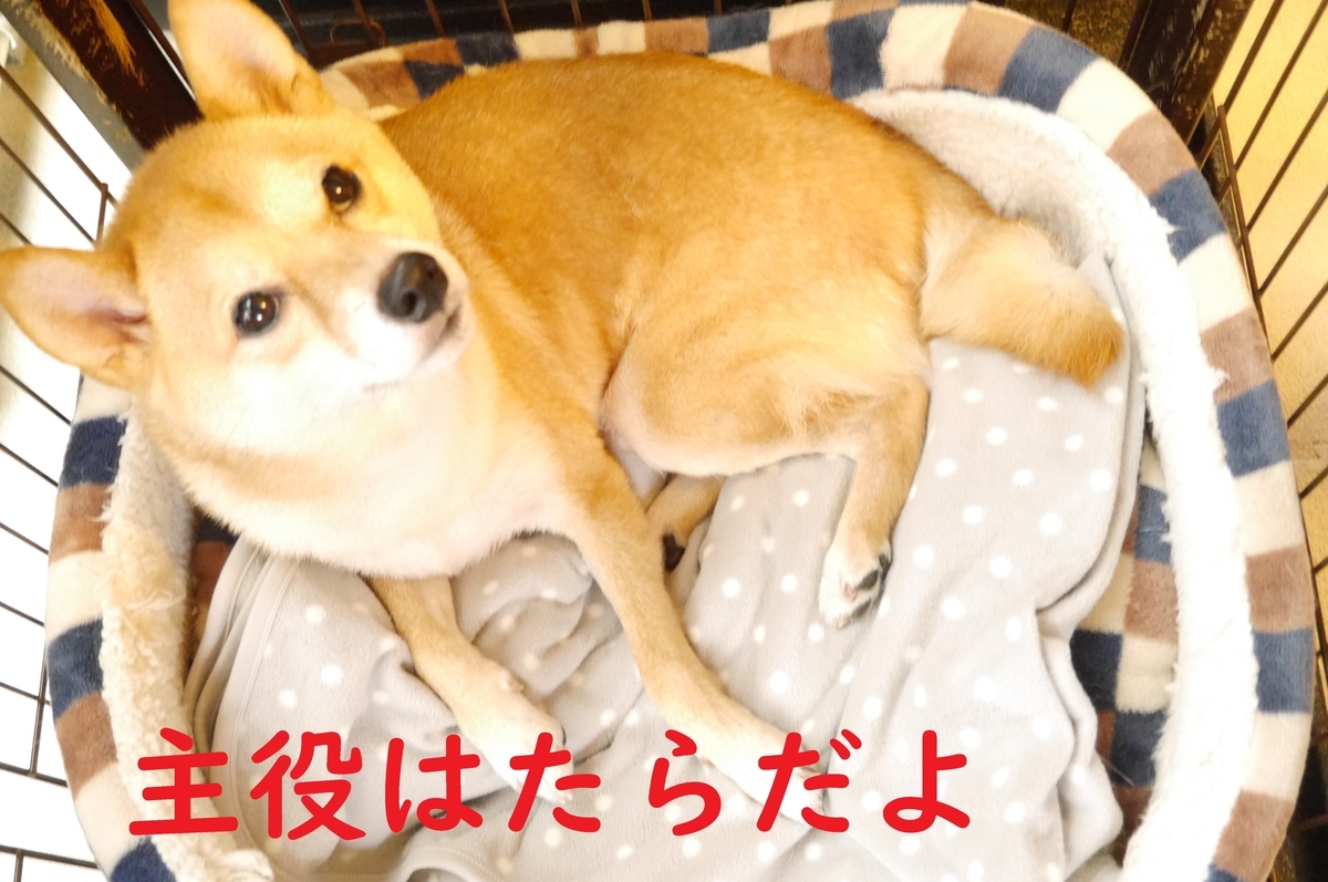 f:id:hanatara:20201021090331j:plain