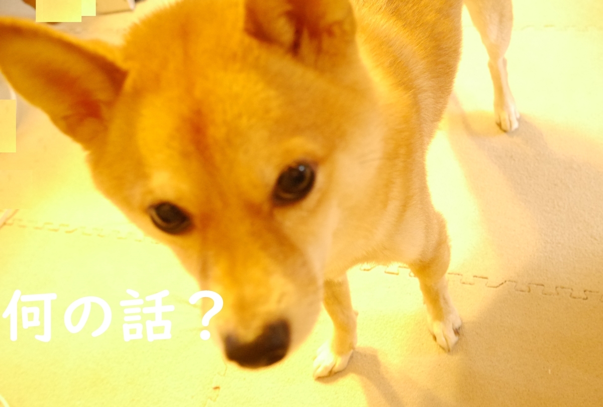 f:id:hanatara:20201021091654j:plain
