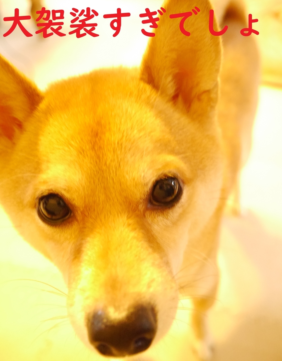 f:id:hanatara:20201021092156j:plain