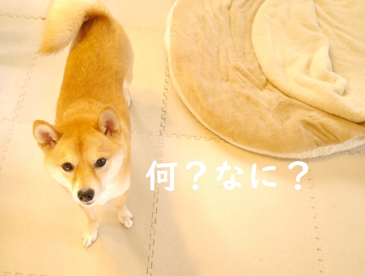 f:id:hanatara:20201021105403j:plain