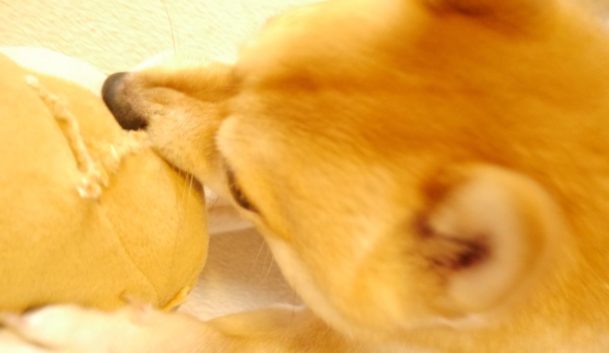 f:id:hanatara:20201021110024j:plain