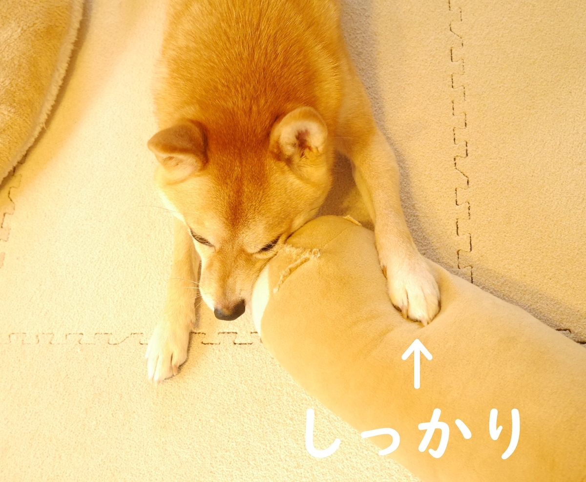 f:id:hanatara:20201021110217j:plain