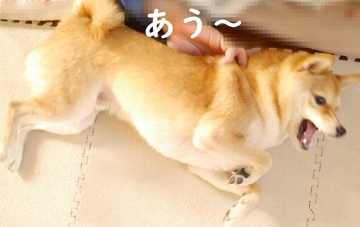 f:id:hanatara:20201025082248j:plain f:id:hanatara:20201025082248j:plain