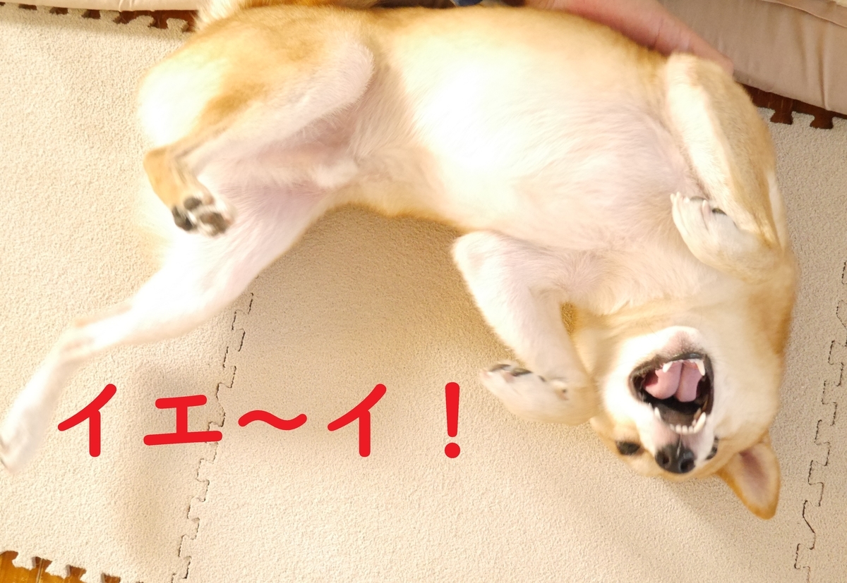 f:id:hanatara:20201025082555j:plain f:id:hanatara:20201025082555j:plain