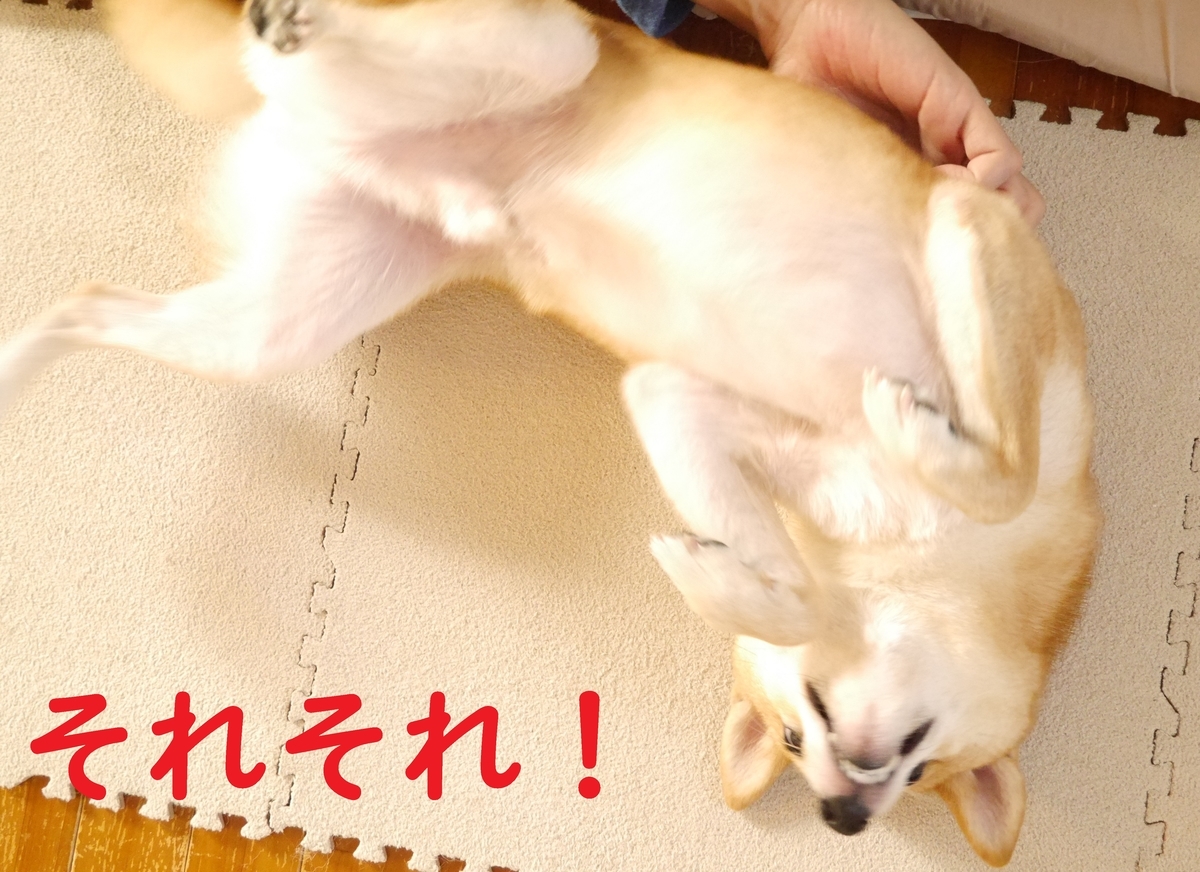 f:id:hanatara:20201025082931j:plain f:id:hanatara:20201025082931j:plain