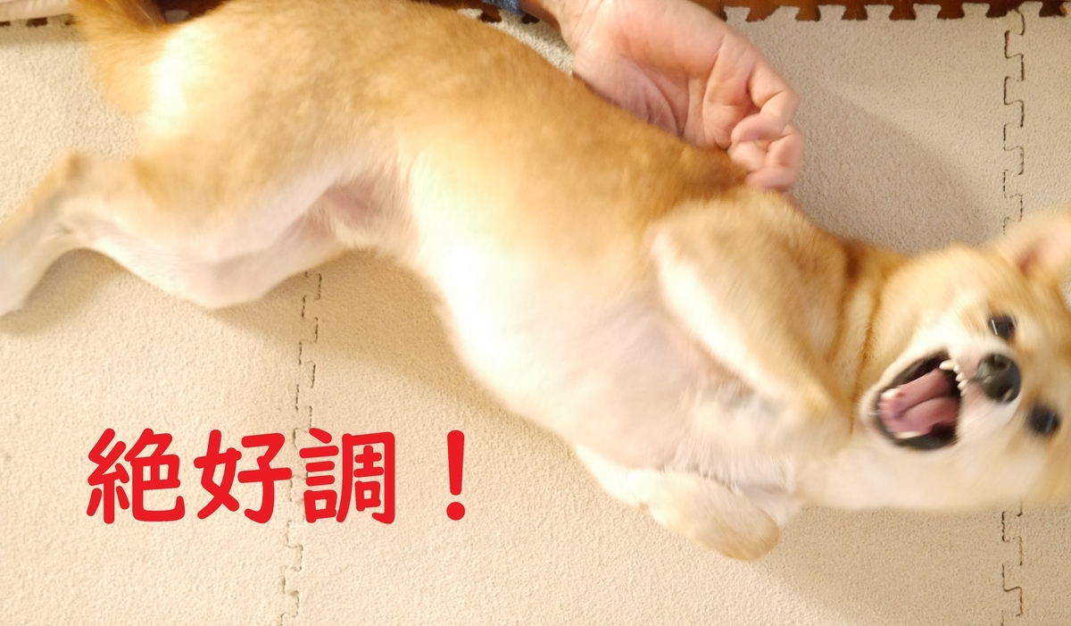 f:id:hanatara:20201025083125j:plain f:id:hanatara:20201025083125j:plain