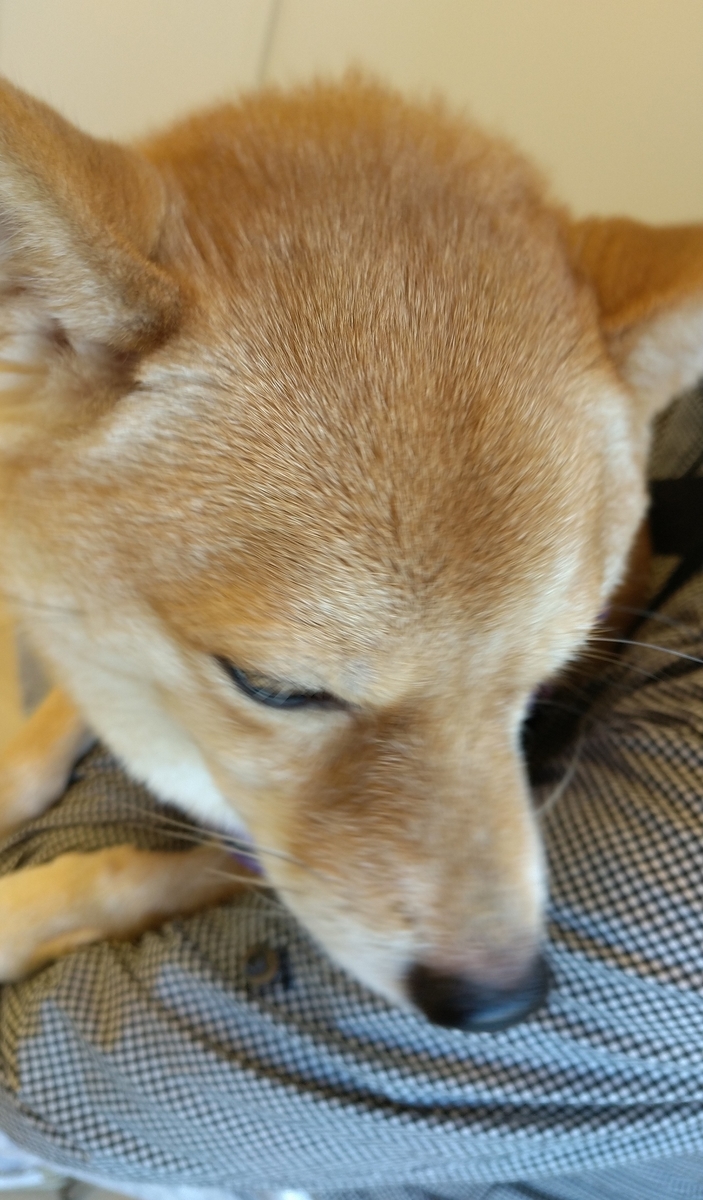 f:id:hanatara:20201025141035j:plain